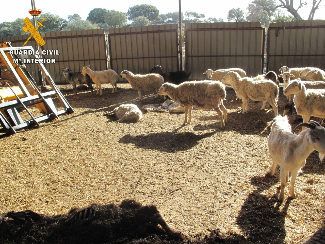 Localizan los cadáveres de 43 ovejas y cabras en una granja en Huesca Localizan los cadáveres de 43 ovejas y cabras en una granja en Huesca
