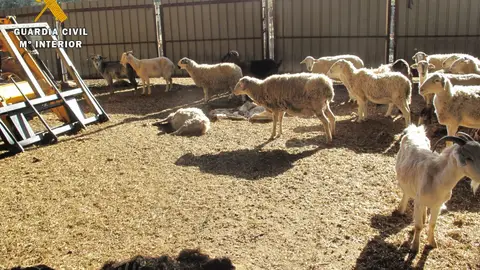 Localizan los cadáveres de 43 ovejas y cabras en una granja en Huesca Localizan los cadáveres de 43 ovejas y cabras en una granja en Huesca