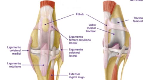 Rodilla de perro