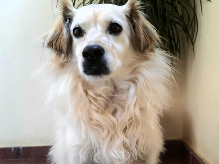 Ángel Osuna, adiestrador canino, el super olfato y el fino oído de los perros conforman los recuerdos de nuestras mascotas Ángel Osuna, adiestrador canino, el super olfato y el fino oído de los perros conforman los recuerdos de nuestras mascotas