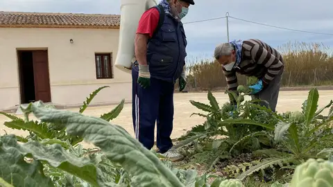 Corte de alcachofas destinadas ahora al Banco de Alimentos Futuro Ecomuseo de Almoradí