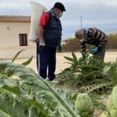 Corte de alcachofas destinadas ahora al Banco de Alimentos