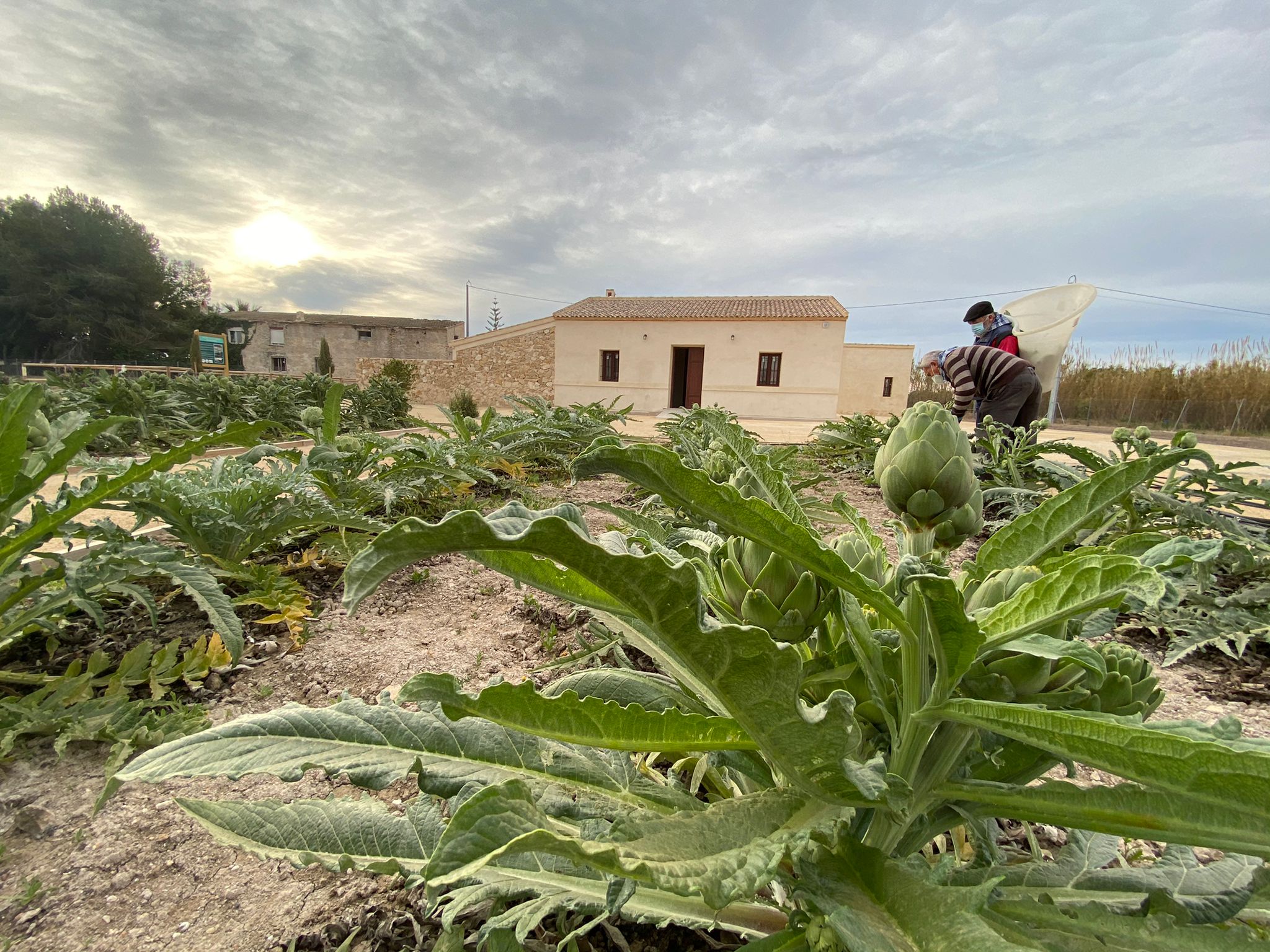 Acto simbólico con las diferentes variedades plantadas en la parcela del futuro Ecomuseo de Almoradí Acto simbólico con las diferentes variedades plantadas en la parcela del futuro Ecomuseo de Almoradí