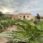 Acto simbólico con las diferentes variedades plantadas en la parcela del futuro Ecomuseo de Almoradí 