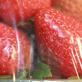 Un consorcio entre Braskem, AlpFilm, Nanox, UFSCar y la UJI produce una película plástica que elimina el coronavirus Un consorcio entre Braskem, AlpFilm, Nanox, UFSCar y la UJI produce una película plástica que elimina el coronavirus