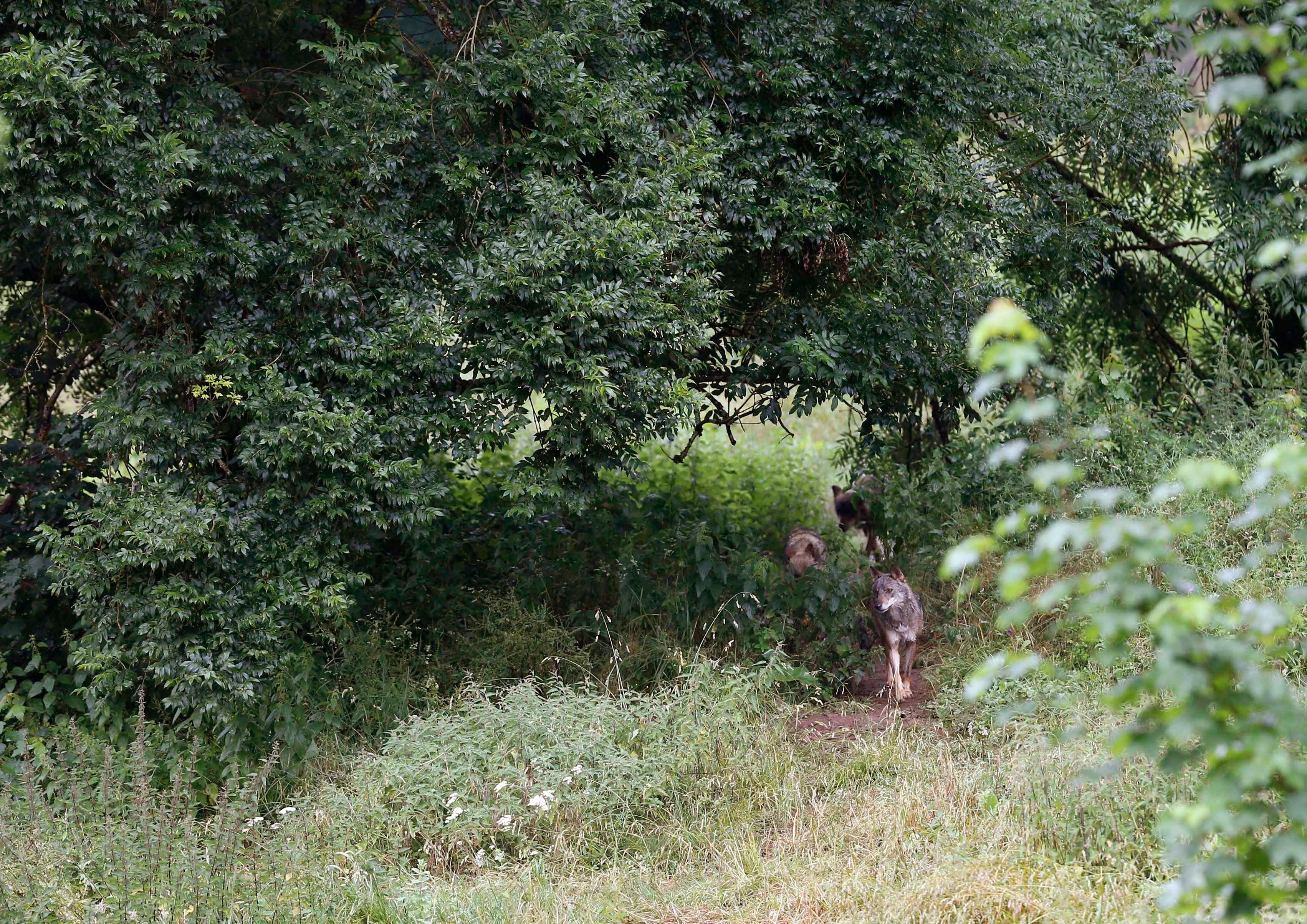 La Unión Europea podrá rebajar la protección del lobo en 2025 La Unión Europea podrá rebajar la protección del lobo en 2025