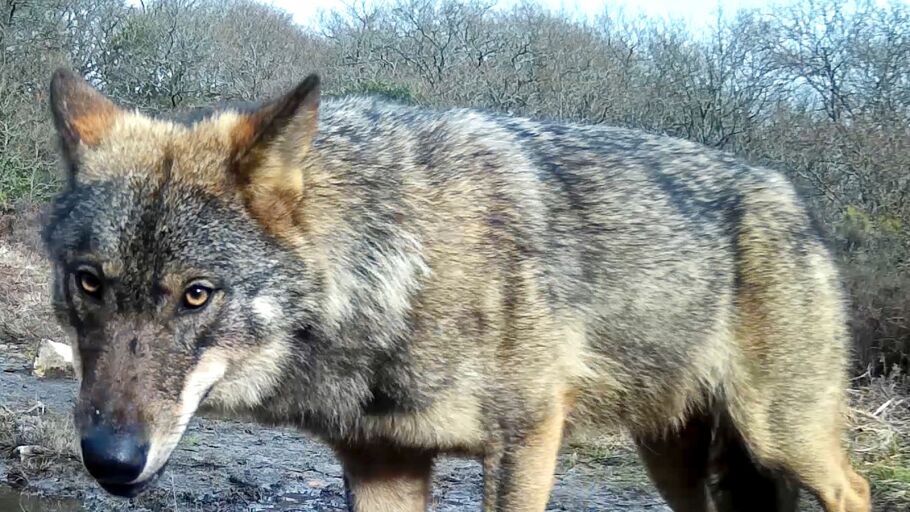 Lobo fotografiado con una c&aacute;mara de fototrampeo