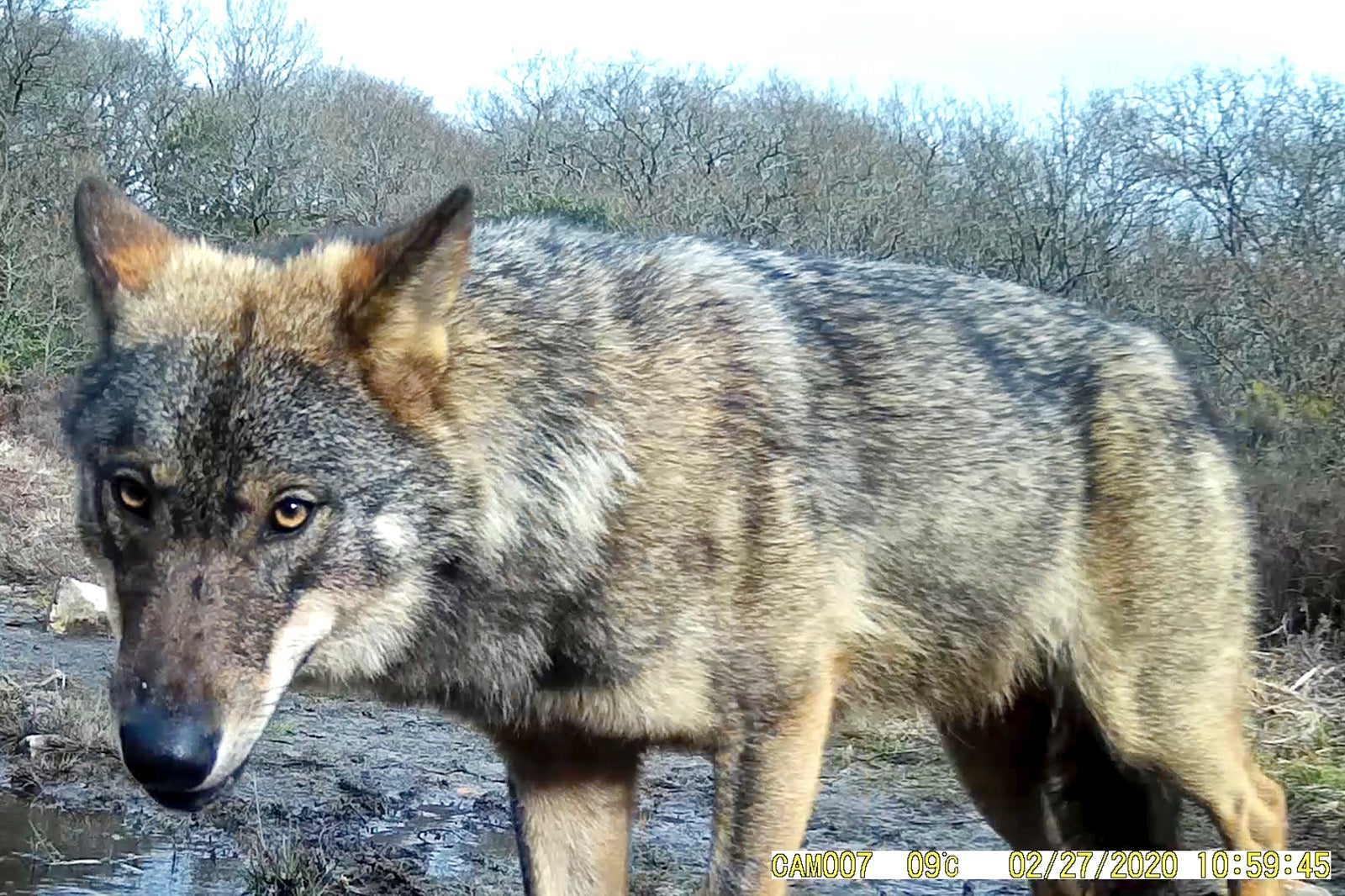 HÁBITAT, EL LOBO HÁBITAT, EL LOBO