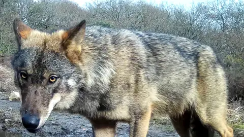 El lobo en Galicia Lobo fotografiado con una cámara de fototrampeo