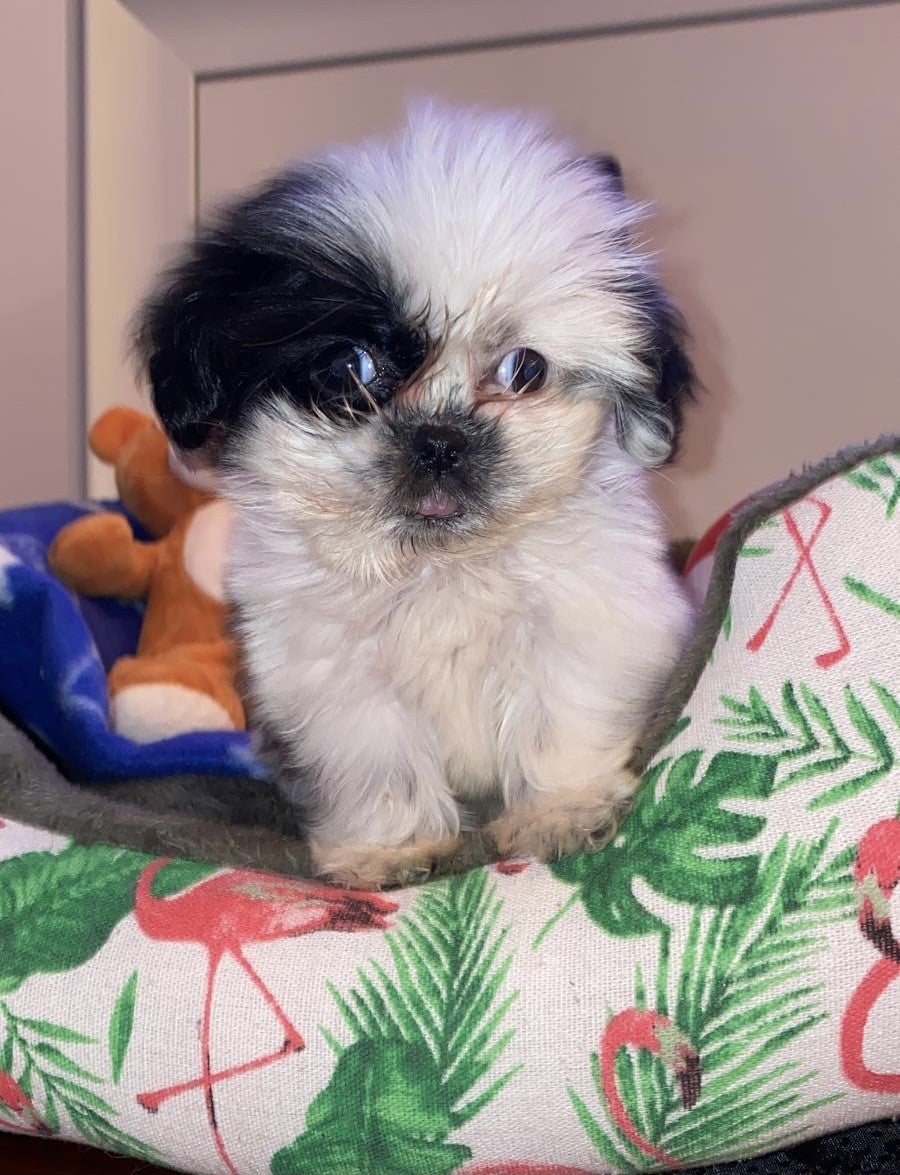 Raúl Mérida advierte de que tras algunos anuncios de adopción de cachorros en internet se esconden redes de estafadores Raúl Mérida advierte de que tras algunos anuncios de adopción de cachorros en internet se esconden redes de estafadores