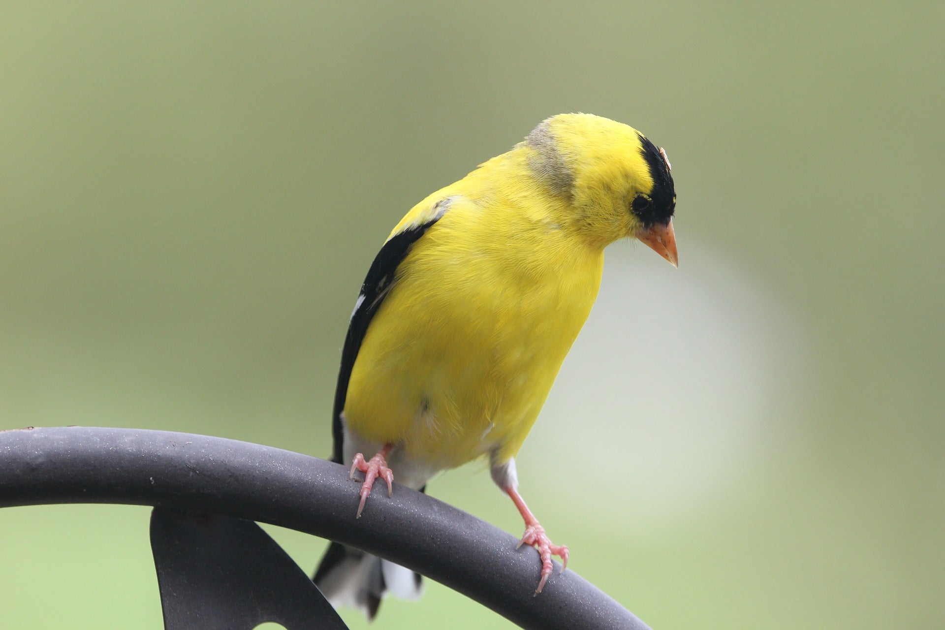 No es de este siglo que el pájaro silvestre que hace su vida en el campo acabe en una mini jaula No es de este siglo que el pájaro silvestre que hace su vida en el campo acabe en una mini jaula