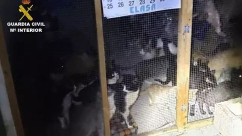 Gatos rescatados en una protectora en Arganda