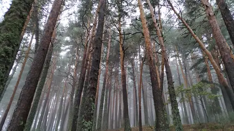 Aumentar la diversidad en los bosques resulta insuficiente ante eventos extremos de sequia Aumentar la diversidad en los bosques resulta insuficiente ante eventos extremos de sequia