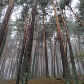Aumentar la diversidad en los bosques resulta insuficiente ante eventos extremos de sequia Aumentar la diversidad en los bosques resulta insuficiente ante eventos extremos de sequia
