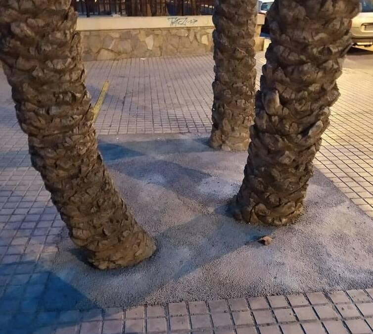 Volem Palmerar denuncia que cubrir los alcorques con cemento pone en riesgo la supervivencia de las palmeras Volem Palmerar denuncia que cubrir los alcorques con cemento pone en riesgo la supervivencia de las palmeras