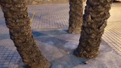 Alcorque con tres palmeras que ha sido tapado con cemento en Elche. 