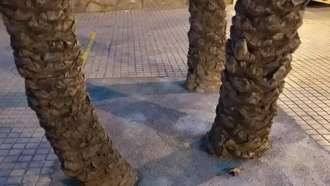 Alcorque con tres palmeras que ha sido tapado con cemento en Elche. Alcorque con tres palmeras que ha sido tapado con cemento en Elche.