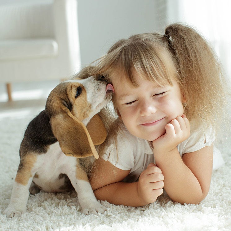 ¿Por qué mi perro es agresivo con los niños? ¿Por qué mi perro es agresivo con los niños?