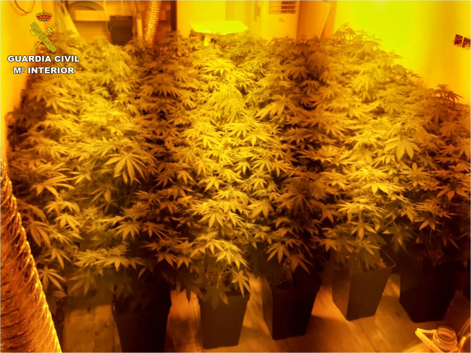 La Guardia Civil desmantela cuatro puntos de venta de droga al menudeo en El Campello La Guardia Civil desmantela cuatro puntos de venta de droga al menudeo en El Campello