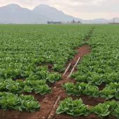 La agricultura intensiva del Campo de Cartagena solo supone solo el 0,6% del PIB regional