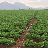 La agricultura intensiva del Campo de Cartagena solo supone solo el 0,6% del PIB regional La agricultura intensiva del Campo de Cartagena solo supone solo el 0,6% del PIB regional