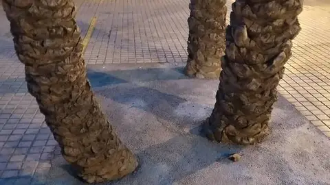 Palmeras en las calles de Elche Palmeras en las calles de Elche