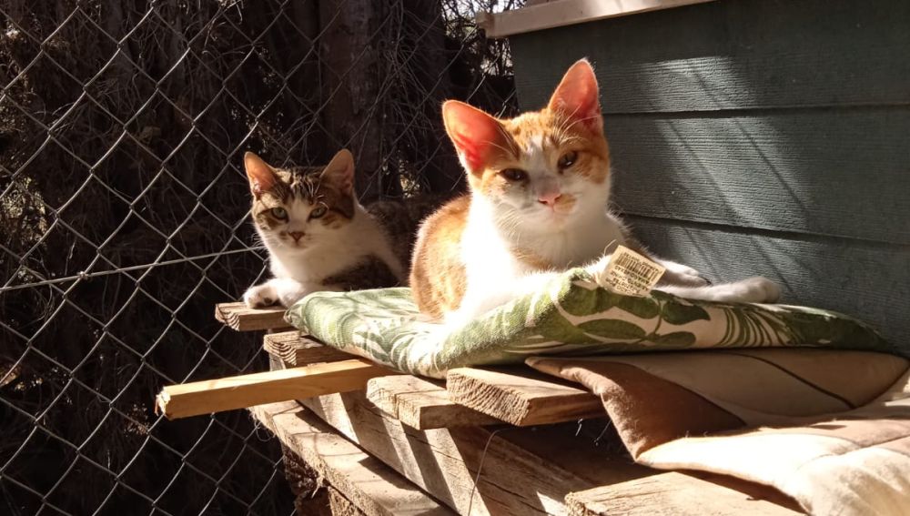 Desde el mes de julio, trece de la veintena de animales recogidos por el servicio municipal han sido adoptados o recuperados por sus propietarios Desde el mes de julio, trece de la veintena de animales recogidos por el servicio municipal han sido adoptados o recuperados por sus propietarios