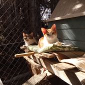 Desde el mes de julio, trece de la veintena de animales recogidos por el servicio municipal han sido adoptados o recuperados por sus propietarios 