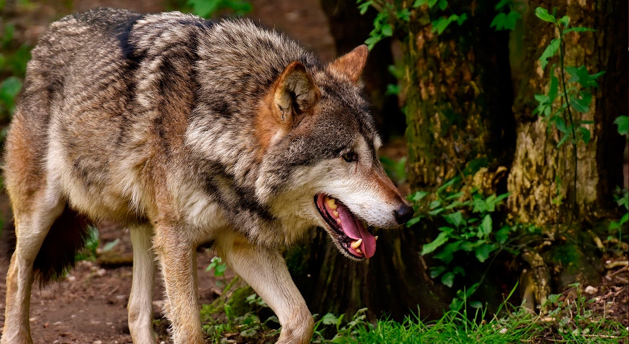 Rubén Amón indulta al lobo: "Las sociedades urbanitas lo han convertido en una mascota" Rubén Amón indulta al lobo: "Las sociedades urbanitas lo han convertido en una mascota"