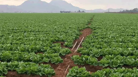 La agricultura intensiva del Campo de Cartagena solo supone solo el 0,6% del PIB regional La agricultura intensiva del Campo de Cartagena solo supone solo el 0,6% del PIB regional