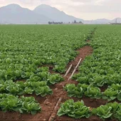 La agricultura intensiva del Campo de Cartagena solo supone solo el 0,6% del PIB regional La agricultura intensiva del Campo de Cartagena solo supone solo el 0,6% del PIB regional