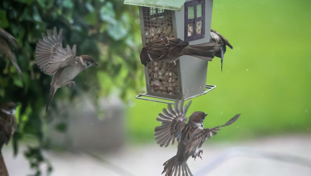 El Proyecto SOS Gorriones pretende fomentar la conservación y/o recuperación de las poblaciones de aves urbanas en general y las poblaciones de gorrión común en particular El Proyecto SOS Gorriones pretende fomentar la conservación y/o recuperación de las poblaciones de aves urbanas en general y las poblaciones de gorrión común en particular