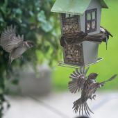 El Proyecto SOS Gorriones pretende fomentar la conservación y/o recuperación de las poblaciones de aves urbanas en general y las poblaciones de gorrión común en particular 