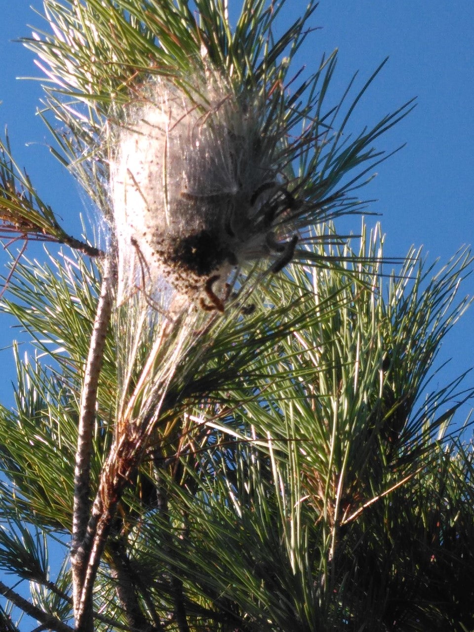 ¡Cuidado, ya llega la procesionaria! Santos Rojo revela todo sobre la oruga más temida de Alicante ¡Cuidado, ya llega la procesionaria! Santos Rojo revela todo sobre la oruga más temida de Alicante
