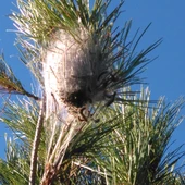 Oruga procesionaria Oruga procesionaria