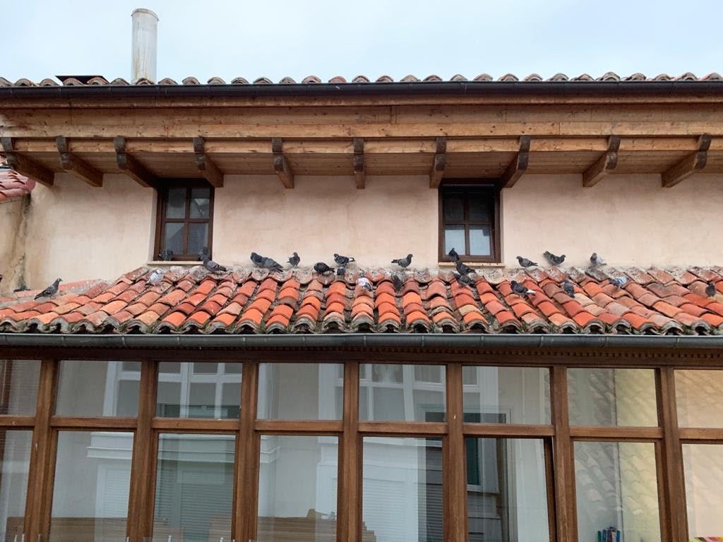 El Ayuntamiento de Aguilar realiza un control de palomas El Ayuntamiento de Aguilar realiza un control de palomas