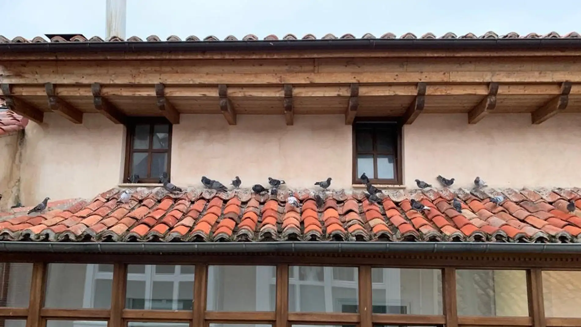 El Ayuntamiento de Aguilar realiza un control de palomas