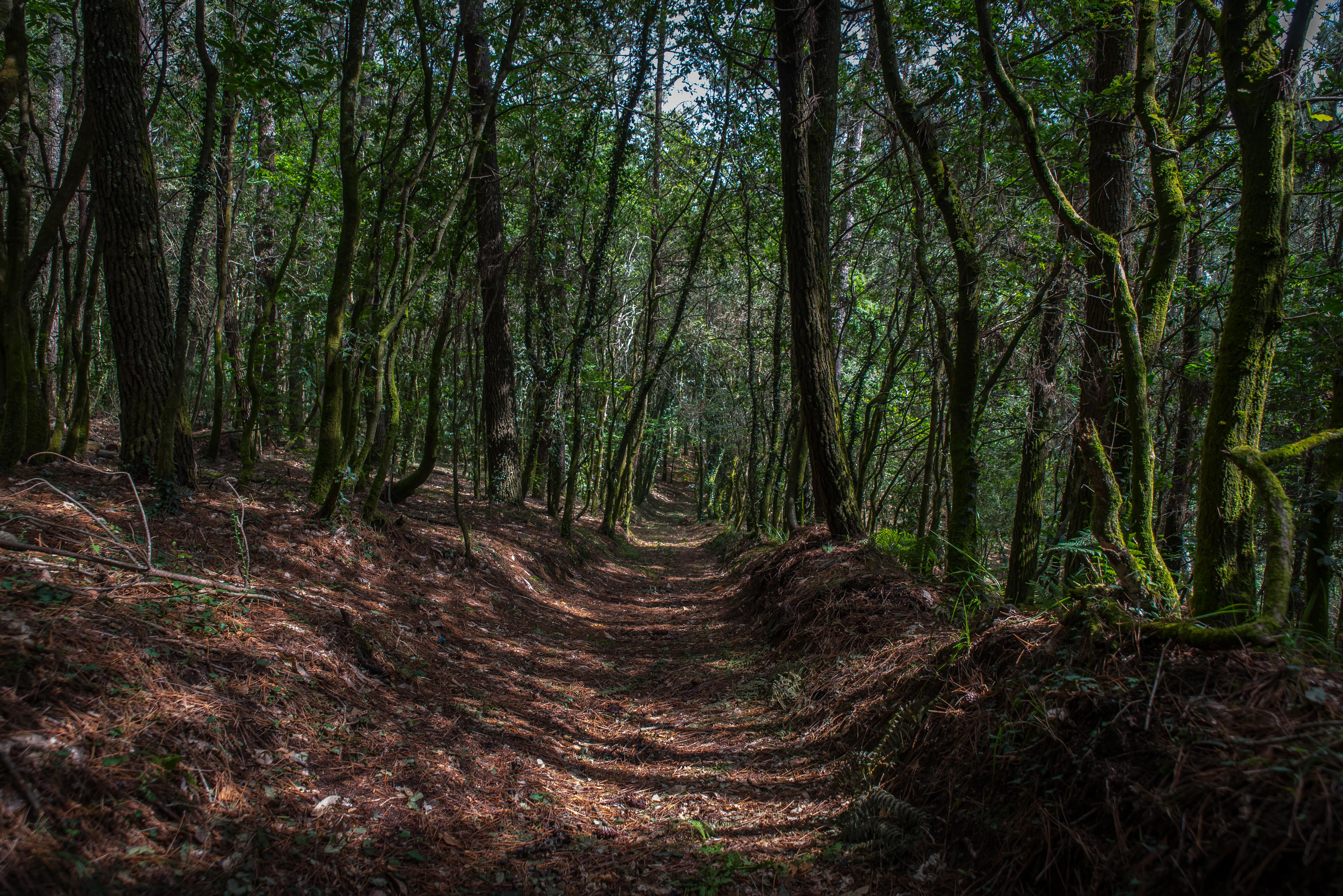 HÁBITAT, EL BOSQUE GALLEGO HÁBITAT, EL BOSQUE GALLEGO