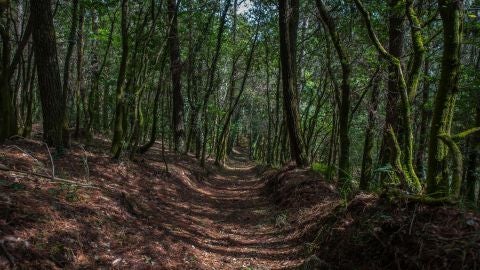 El bosque gallego