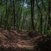 El bosque gallego El bosque gallego