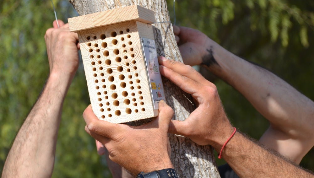 La iniciativa en ejecución consiste en la plantación de unos 150 ejemplares de plantas autóctonas La iniciativa en ejecución consiste en la plantación de unos 150 ejemplares de plantas autóctonas