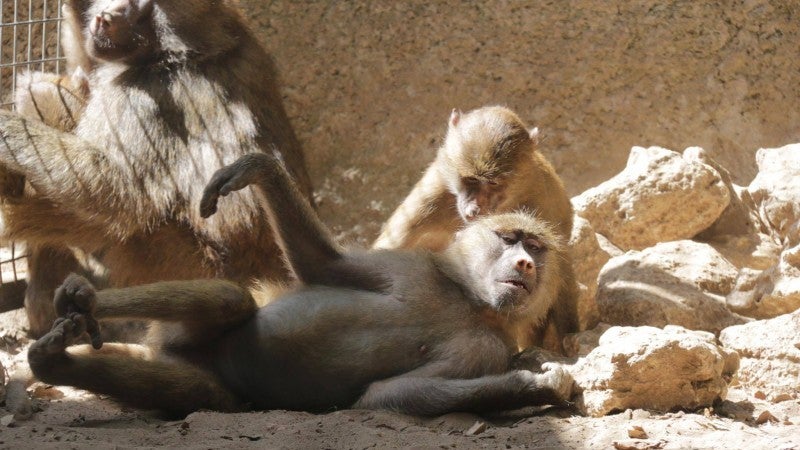 "Te sale más económico comprarles un traje que invitarlos a comer; pero como los animales no usan trajes, habrá que alimentarlos" "Te sale más económico comprarles un traje que invitarlos a comer; pero como los animales no usan trajes, habrá que alimentarlos"