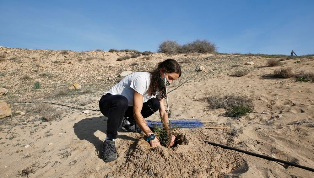 Plantación de 60 enebros marinos (Juniperus macrocarpa), una especie protegida por la ley valenciana con muy escasas poblaciones naturales Plantación de 60 enebros marinos (Juniperus macrocarpa), una especie protegida por la ley valenciana con muy escasas poblaciones naturales