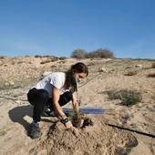 Plantación de 60 enebros marinos (Juniperus macrocarpa), una especie protegida por la ley valenciana con muy escasas poblaciones naturales Plantación de 60 enebros marinos (Juniperus macrocarpa), una especie protegida por la ley valenciana con muy escasas poblaciones naturales