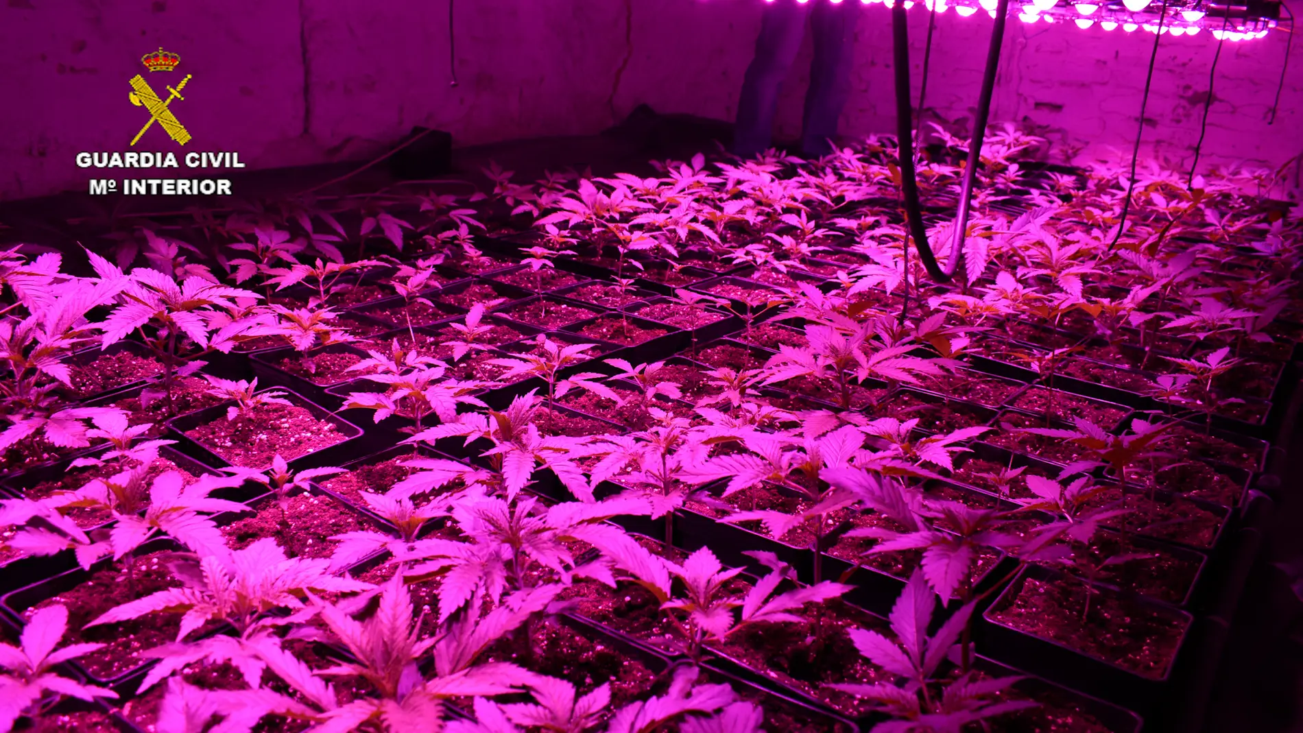 Más investigados por cultivo de marihuana en Valera de Abajo (Cuenca)