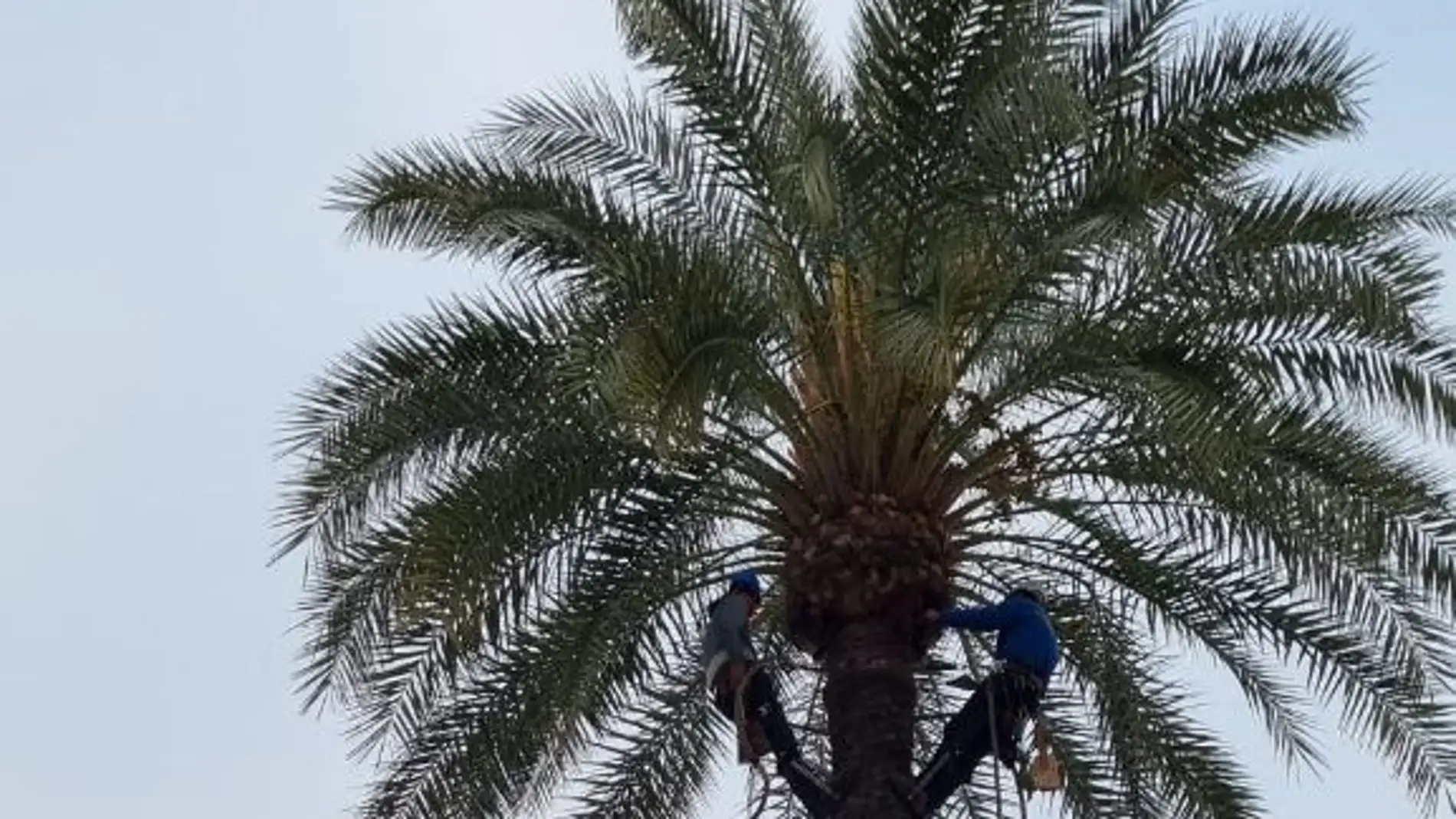 Comienza la poda y el tratamiento contra el picudo rojo de más de 600 palmeras de Ibiza