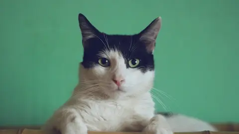 Gato (archivo) Gato (archivo)