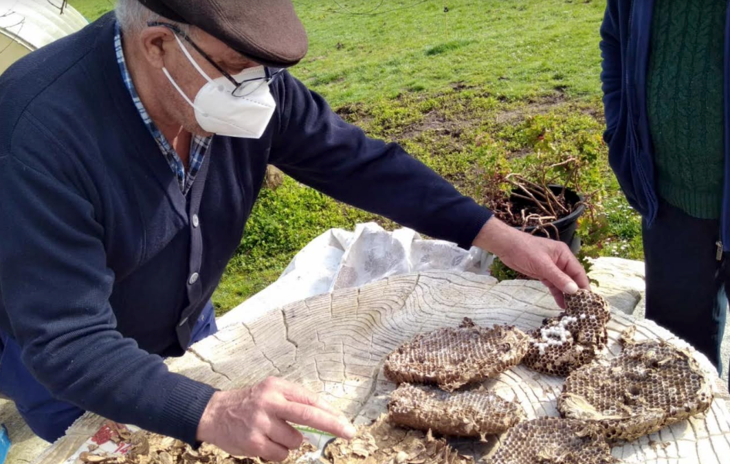 Detectados tres nidos de zanganeros de velutina en el concejo llanisco Detectados tres nidos de zanganeros de velutina en el concejo llanisco