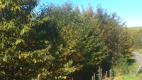 Una decena de grupos ecologistas y naturalistas solicitan al Gobierno del Principado y al resto de fuerzas pol&iacute;ticas una moratoria en la plantaci&oacute;n de los eucaliptos. Mientras Ence eleva el reconocido a doble &ldquo;AA&rdquo; MSCI ESG RESEARCH por su desempe&ntilde;o medioambiental, social y de buen gobierno corporativo. Cultura aprueba el plan director del Castro de Mohias en Coa&ntilde;a. La tierra tembl&oacute; ligeramente en La sierra de la Bobia (Boal). Y el Pdte. del Principado reconoce en Onda Cero el &ldquo;complejo&rdquo; asunto del hospital de Jarrio, que lo abordaran no con los ojos de la pol&iacute;tica, y si con los de la humanidad.