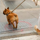 Un perro paseando por la calle (Archivo).